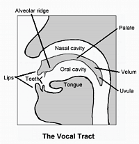 Human vocal tract